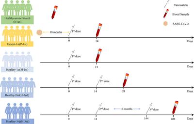 Transcriptome Analysis of Peripheral Blood Mononuclear Cells in SARS-CoV-2 Naïve and Recovered Individuals Vaccinated With Inactivated Vaccine